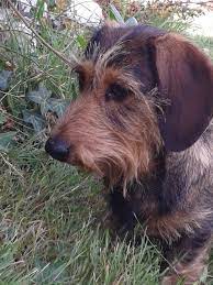 We did not find results for: Wire Haired Dachshund For Sale Ireland