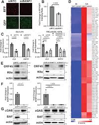 Barrier-to-autointegration factor 1 promotes gammaherpesvirus reactivation  from latency