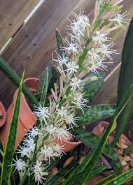 Image result for Sansevieria parva