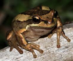 One of the pacific tree frog's defense mechanisms is the ability to change color. Southern Brown Tree Frog Backyard Buddies