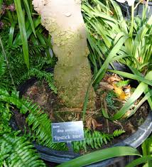 Image result for Bixa