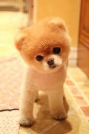 Boo The Cutest Pomerian In The World Boo The Dog Cute Baby Animals Boo Puppy