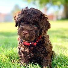 Get free shipping on qualified white undermount kitchen sinks or buy online pick up in store today in the kitchen department. Australian Labradoodles Little Teton Doodles Dog Breeder