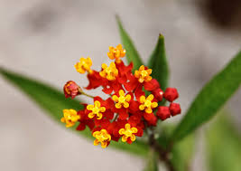 Asclepias Curassavica