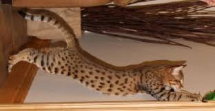 The savannah inherits the size and personality of the serval. A B C Sbt Savannah Kitten F7 And F6 Savannah Cat Savannah Cat Breed