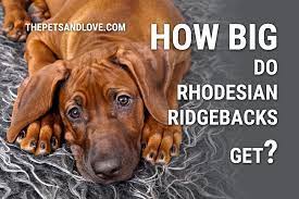 A mix of african and european breeds, these fearsome hunters once went head to head with lions. How Big Do Rhodesian Ridgebacks Get Images Included The Pets And Love
