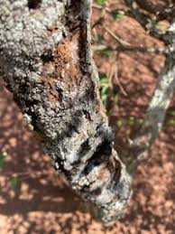 Image result for Croton dichogamus