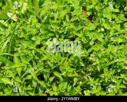 Image result for Pouzolzia