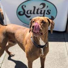 Bird food available in bulk, and cats for sale borrowed from the oregon human society to. Salty S Pet Supply Open On Portland S North Mississippi Online Orders Curbside Pickup 5 Local Deliveries Pdx Pipeline