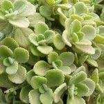 Image result for Coleus hadiensis