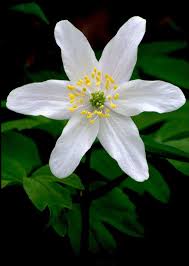 Wood Anemone Anemone Nemorosa Planting Flowers White Flowers Flowers Nature