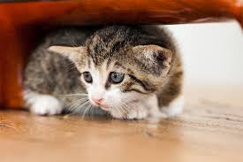 In what year did people stop killing the cats? What Are Cats Scared Of 6 Things Cats Are Scared Of And How To Help Them Overcome Those Fears Catster