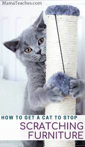 How To Get Cats To Stop Scratching Furniture Mama Teaches Cats Scratching How To Get