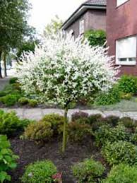 Dafür ist ein regelmäßiger pflegeschnitt notwendig. Salix Integra Hakuro Nishiki Harlekinweide Gunstig Kaufen