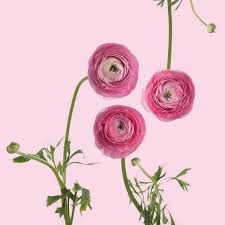 Image result for Ranunculus stagnalis