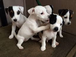 Black And White Jack Russell Terrier Lab Mix Jack Russell Terrier Puppies The All White One Has Personality And The Pup To Her Right Has Patience Which One To Choose O Jack Russell Puppies Cute Dogs