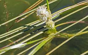 Image result for Typhaceae