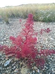 Image result for Xyris aristata