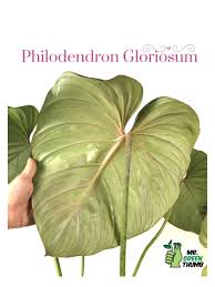 Philodendron Gloriosum In 2020 Philodendron Rare Plants Plant Leaves