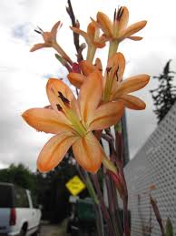 Image result for Watsonia