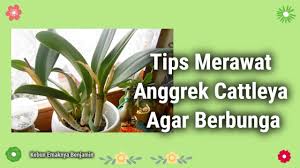 Maybe you would like to learn more about one of these? Tips Merawat Anggrek Cattleya Agar Berbunga Penjelasan Lihat Video Deskripsi Dibawah Yaa Youtube