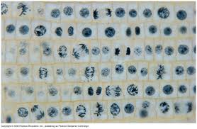 Once they were finished with the visual design they were given a slide with either onion cells or fish cells to view under a microscope. How Many Cells Are In Prophase On This Onion Root Tip Slide Biology Stack Exchange In 2021 Mitosis Cell Cycle Meiosis