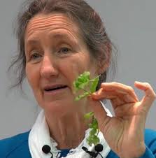 Easy dessert recipe and herbal remedy discussion