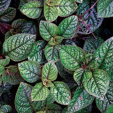 Image result for Plectranthus guruensis