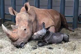 Endangered White Rhino Calf Born at Disney