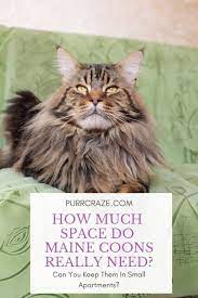 How Much Space Do Maine Coons Actually Need Purr Craze