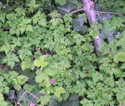 Sometimes called stinky bob, herb robert is an herbal remedy with a pungent, unpleasant odor. Herb Robert Identification And Control Geranium Robertianum King County