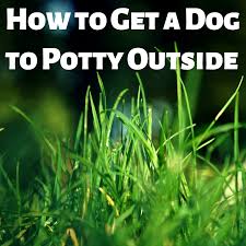 Senior some puppies can grow dependent on pads exclusively or receive mixed signals when told to use the bathroom outside. How To Wean A Dog Off Training Pads And Get Them To Potty Outside Pethelpful By Fellow Animal Lovers And Experts