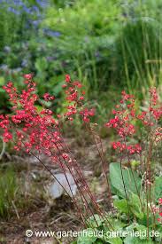 Das purpurglöckchen wächst in jedem guten boden und kann sowohl in der sonne als auch im schatten platziert werden. Heuchera Purpurglockchen Gartnern Mit Stauden