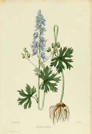 Heaveninawildflower Aconite Wolfsbane Monkshood Aconitum Botanical Drawings Botanical Illustration Botanical Art