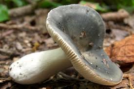 Image result for Russula variata