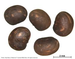 Image result for Dichilus