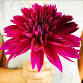 Dazzling Dahlias Workshop 2026