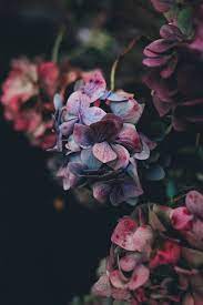 Close Up Of Clusters Of Red And Blue Hydrangea Flowers Flowers Nature Ethereal Magical Beautiful Photog Flower Aesthetic Flowers Photography Dark Flowers