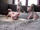 Sphynx Kittens for Sale - Adoptapet