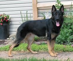 $800 (rac) pic hide this posting restore restore this posting. This Is Almost Exactly What Maybe Mine Will Look Like Black German Shepherd Dog German Shepherd Dogs German Shepherd