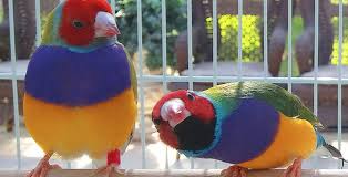 Bird Aviary For Sale Nsw Fly Babies Aviary In 2020 Flying With A Baby Birds For Sale Aviary