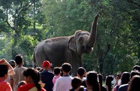 Rp.40.000 per orang buka tutup. Harga Tiket Kebun Binatang Jurug Tempat Wisata Di Solo Yang Asyik Dan Kekinian Penginapan Net 2021