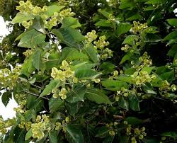 Image result for Combretum