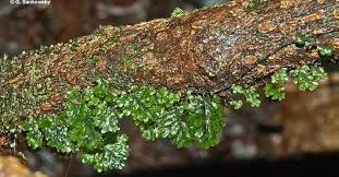 Image result for Hymenophyllum splendidum