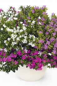 Image result for Cuphea hyssopifolia