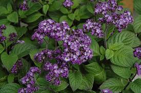 Image result for Heliotropium harareense