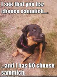 Funny Animal Memes Animal Pictures With Captions Lolcats Funny Animal Memes Funny Animals Funny Animals With Captions