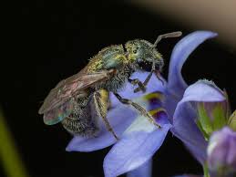 Image result for Isoglossa perdita