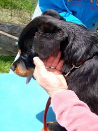 Most ear taping or posting shown on the web have been done by folks who are doing their best but face to many of the negative in the end it's the lightest, most comfortable that the dog no matter how much it hated all you've put on its head to date before you knew about qb soon. Ear Taping