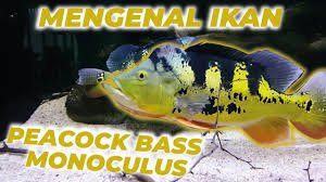 Beli ikan hias predator online berkualitas dengan harga murah terbaru 2021 di tokopedia! Kasih Makan Ikan Predator Di Aquarium Ikan Cere Untuk Pakan Ikan Hias Predator Youtube